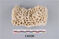 藏品(珊瑚化石)的圖片